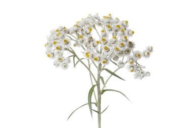 Beyaz arka plan üzerinde izole Anafalis çiçek.