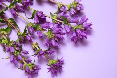 Bluebells lsjat Lila bir arka plan üzerinde bir buket.