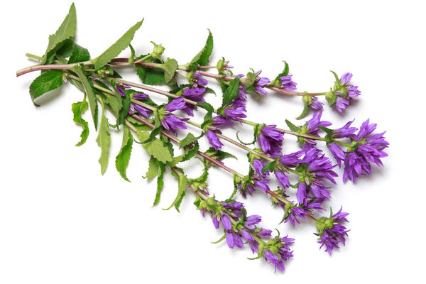 A bunch of bluebells lined against a white background.