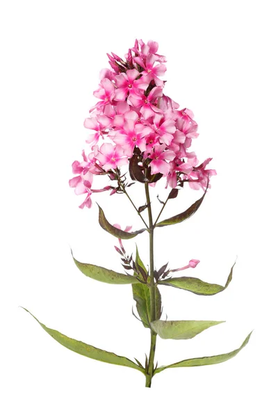 Virágzata Rózsaszín Phlox Elszigetelt Fehér Background — Stock Fotó