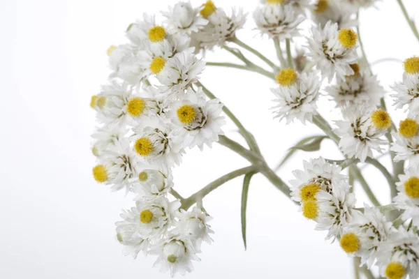 Anafalis Blommor Isolerad Vit Bakgrund — Stockfoto