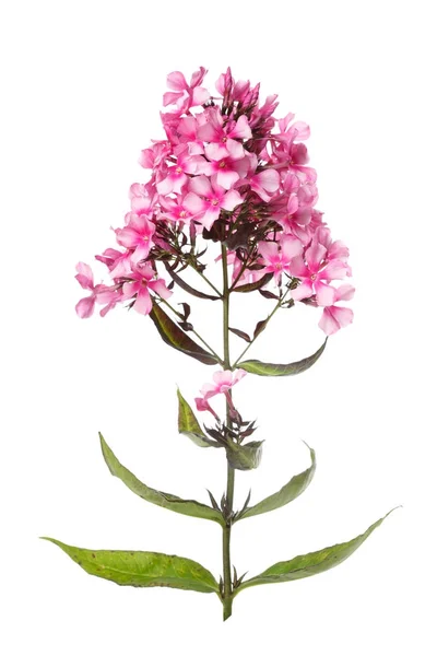 Virágzata Rózsaszín Phlox Elszigetelt Fehér Background — Stock Fotó