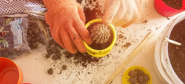 Cactus per la decorazione. Trapianto di cactus cactus in vaso colorato — Foto Stock