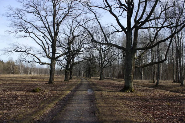 Chemin Dans Forêt Printanière Ensoleillée — Photo