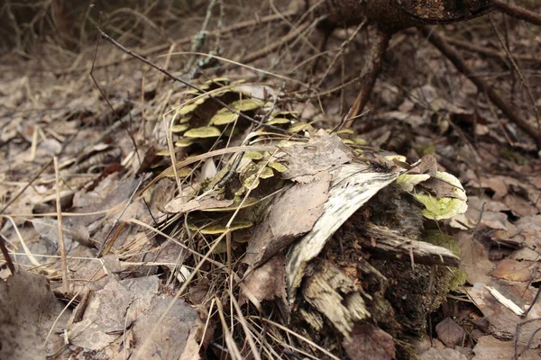 Ölü ağaçta yetişen mantarları kapatın.