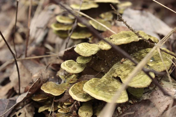 Ölü ağaçta yetişen mantarları kapatın.