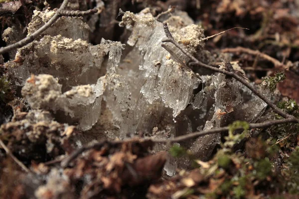 Dalların üzerinde bahar buzu