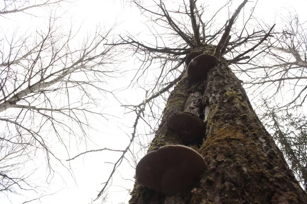 Ağaçların ve mantarların dibini gör.