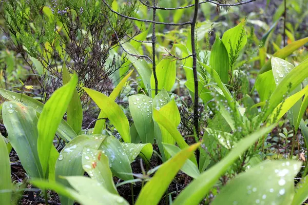 Bataklıktaki makro bitkileri