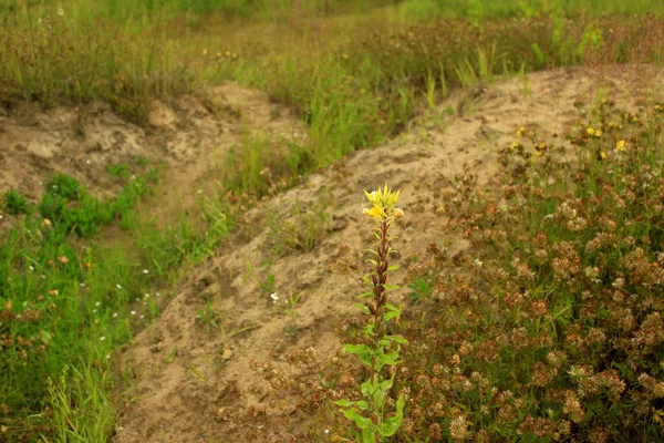 Sahilde sarı çiçek
