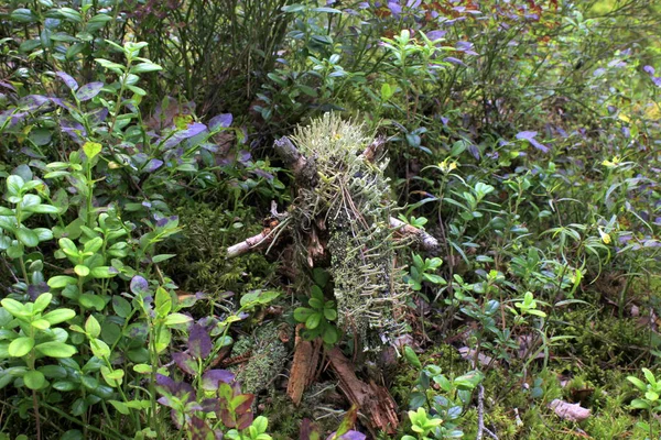 Рослини Макро Болоті — стокове фото