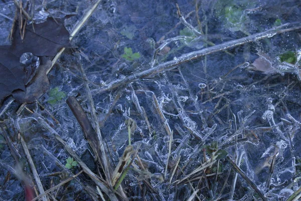 Parktaki donmuş su birikintisi.