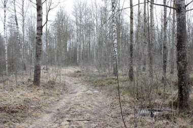 Yollu buzlu sabah ormanı