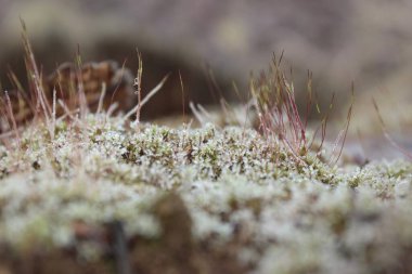 Bahar sabahı ormanında Makro yosun