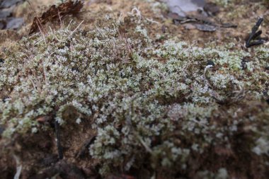 Bahar sabahı ormanında Makro yosun