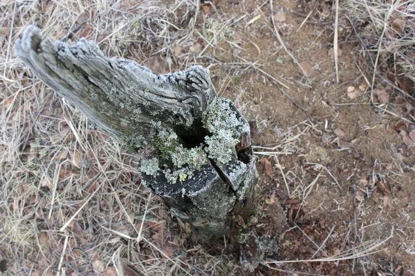 İçi delik olan yakın gövde.