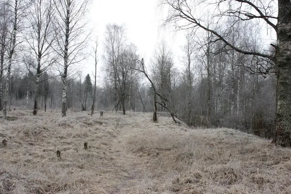 Iskall Vårskog Med Stig — Stockfoto