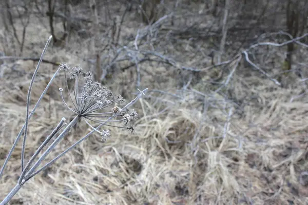 Makro ölü bitki önplanı