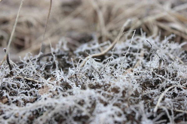 Parkta donmuş makro kökler. Rusya