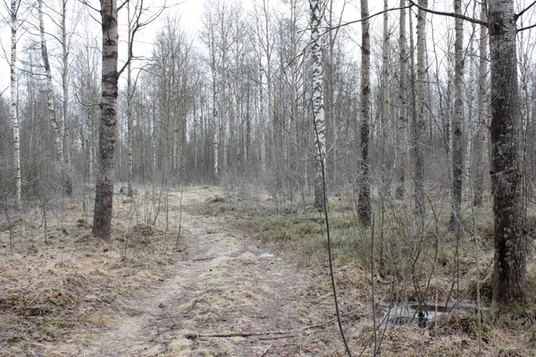 Yollu buzlu sabah ormanı