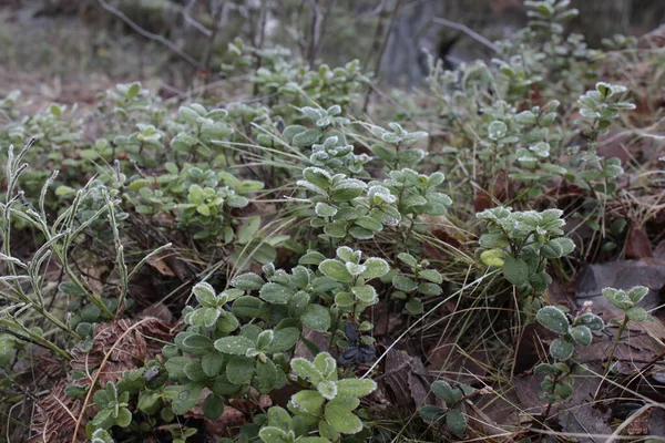 Sabah ormanında buzlu yaban mersini.