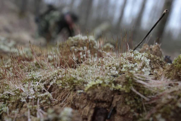 Bahar sabahı ormanında Makro yosun
