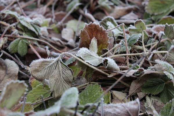 İlkbaharda buzlu çilek yaprakları