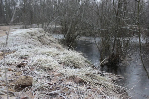 Rivage Glacé Avec Longues Herbes Lacs Avec Des Buissons — Photo