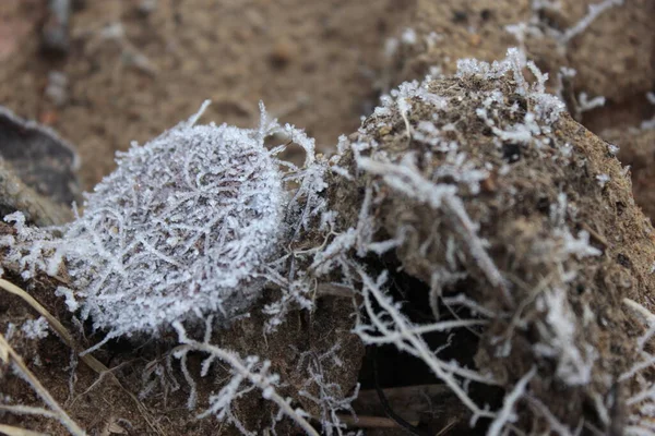 Kahverengi toprakta buzlu para. Rusya