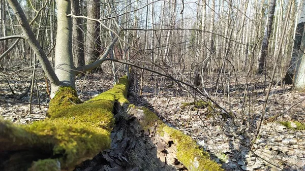 Ormanda yosunlu devrilmiş ağaçlar