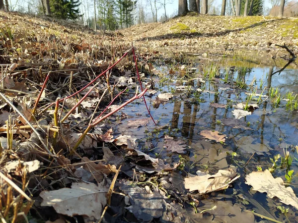 Bahar ormanını suyla kapatın.