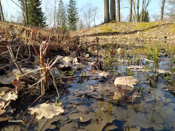 Fermer Forêt Printanière Avec Eau — Photo