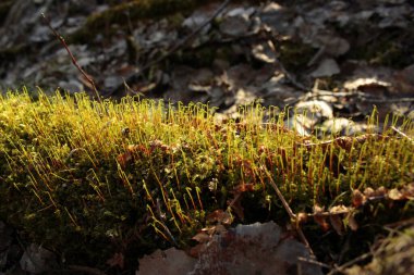 İlkbaharda yeşil filizleri kapat.