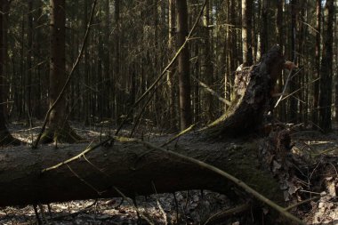 Devrilmiş ağaçlı bahar ormanı