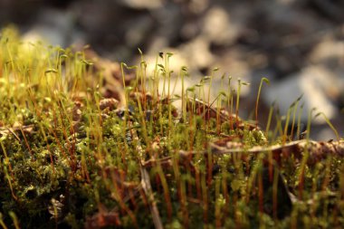 İlkbaharda yeşil filizleri kapat.