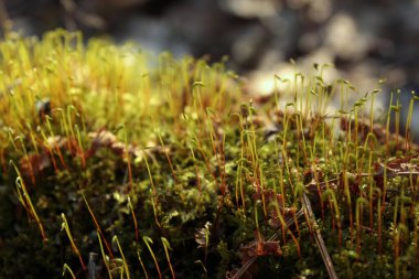 İlkbaharda yeşil filizleri kapat.