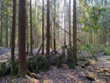 Devrilmiş ağaçlı bahar ormanı