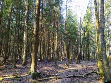 Bahar güneşli orman gölgeler altında