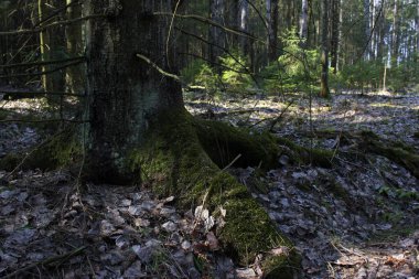 Kalın kökleri ve yosunları olan ağaç