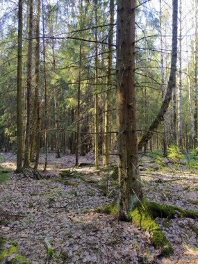 Bahar güneşli orman gölgeler altında