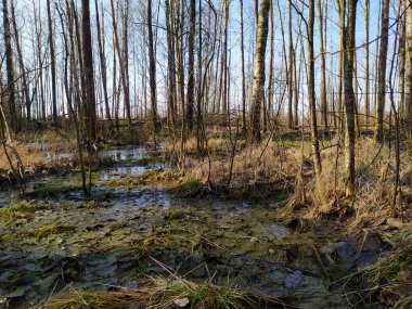 Su birikintisi ve çimenli bahar ormanı