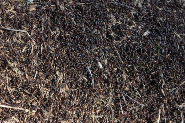 Ormanı karınca yuvasına çevirin.