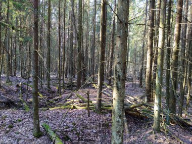 Bahar güneşli orman gölgeler altında