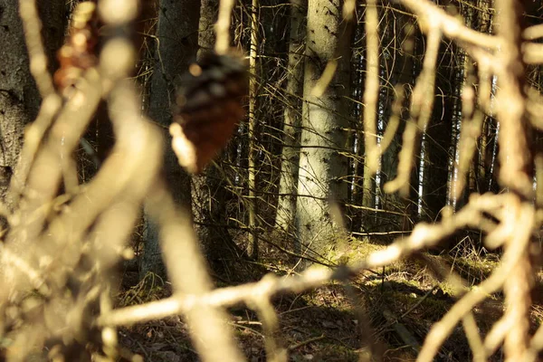 Ağacı dalların arasından kapat.