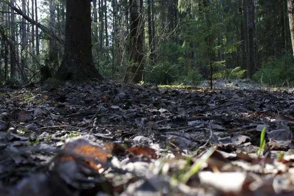 Bosque Primavera Con Hojas Muertas —  Fotos de Stock