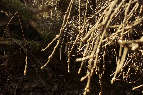 Close Branches Spring Forest — Stock Photo, Image