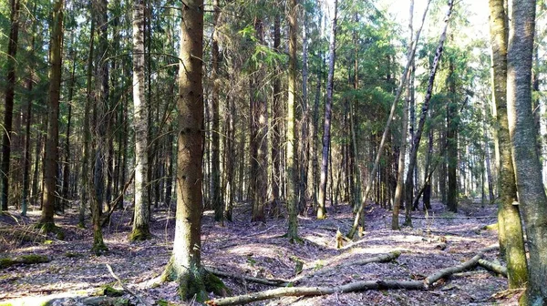Frühling Sonniger Wald Mit Schatten — Stockfoto