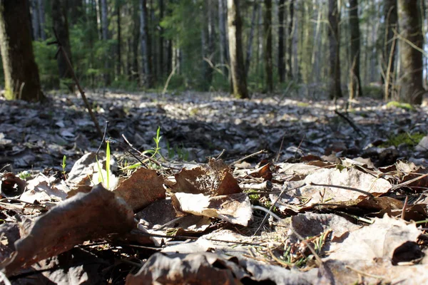 Vårskog Med Döda Blad — Stockfoto