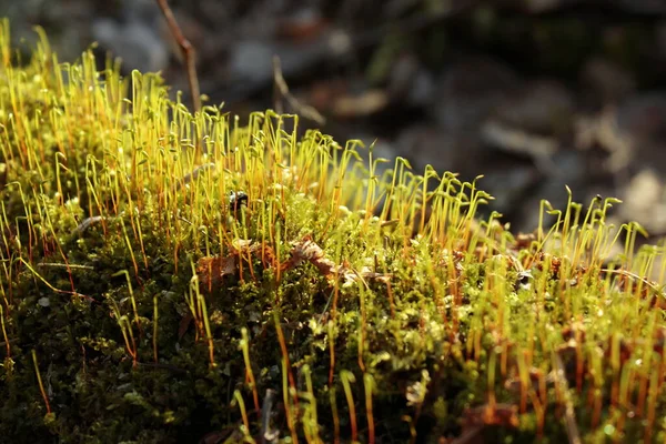 İlkbaharda yeşil filizleri kapat.