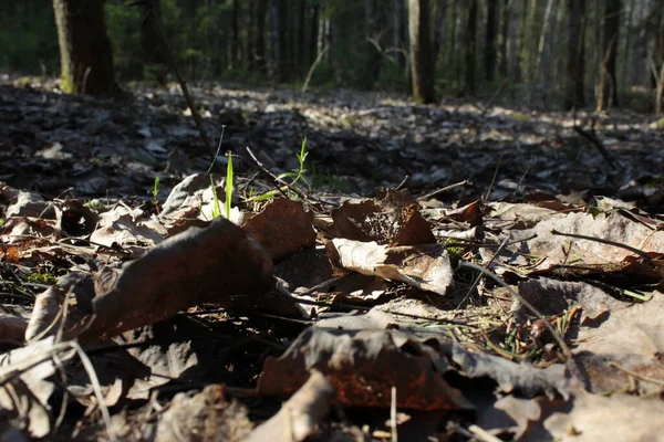 Bosque Primavera Con Hojas Muertas —  Fotos de Stock